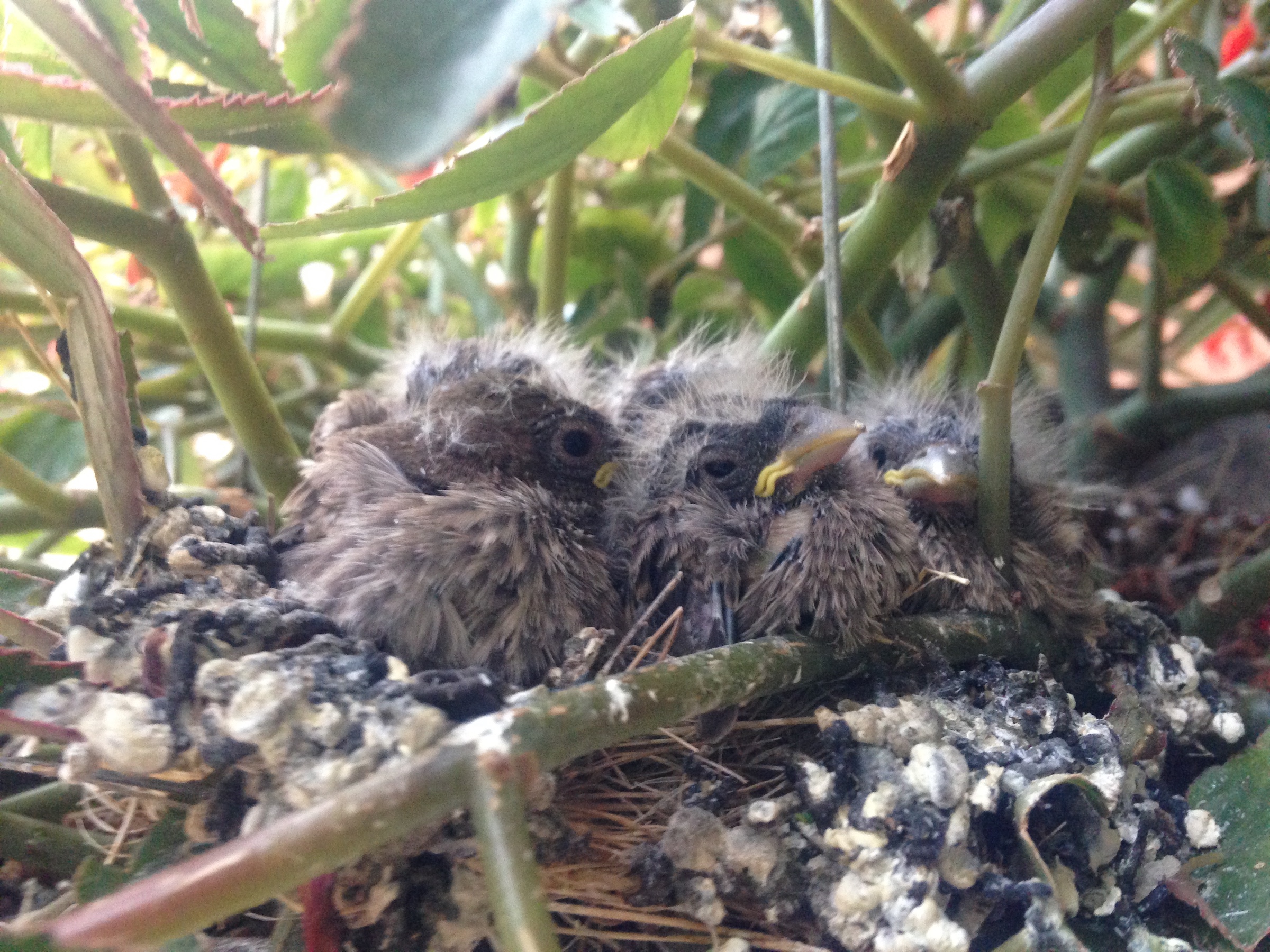 A photo of baby birds in a nest in a hanging plant.