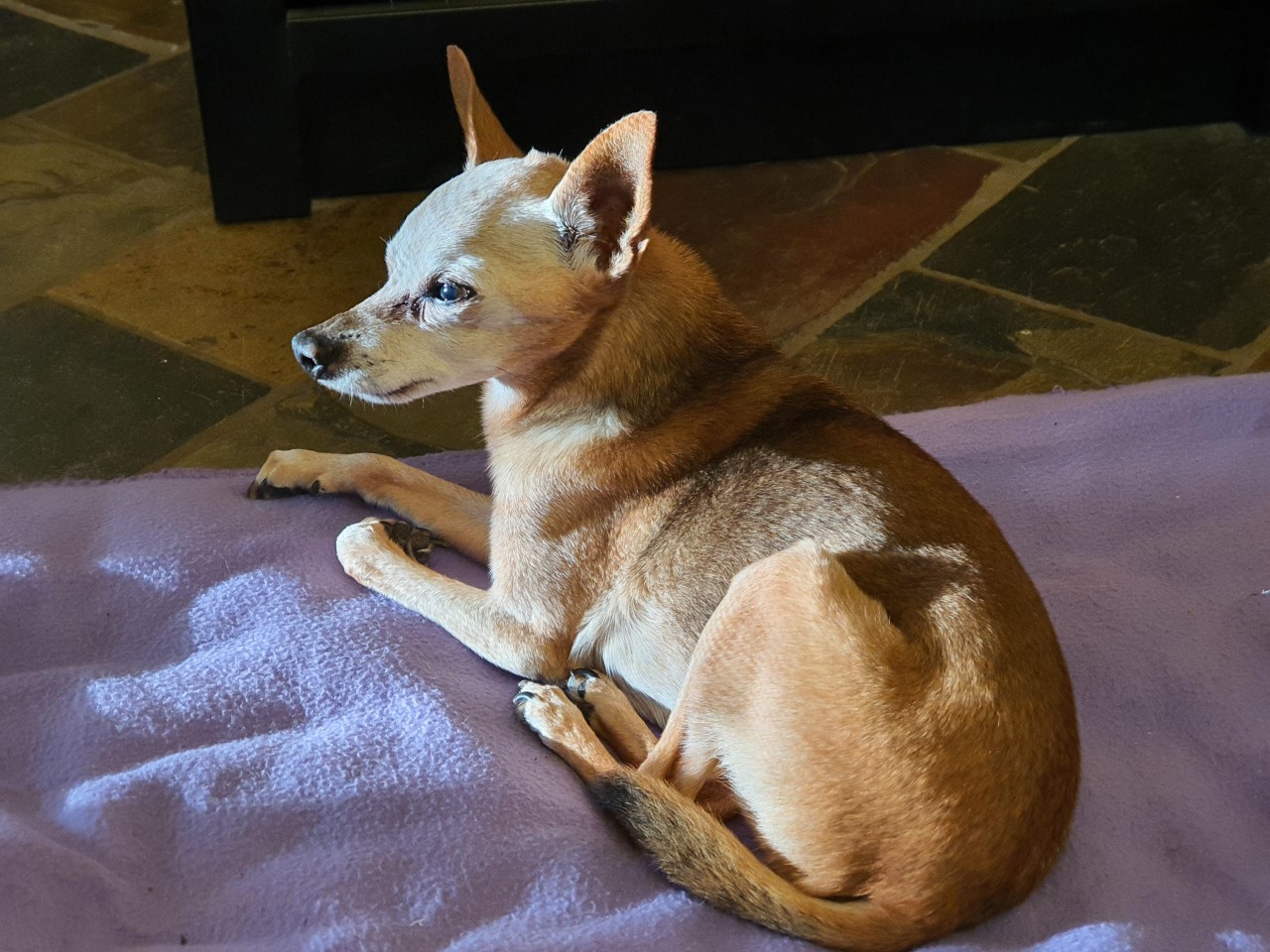Pip July 2020