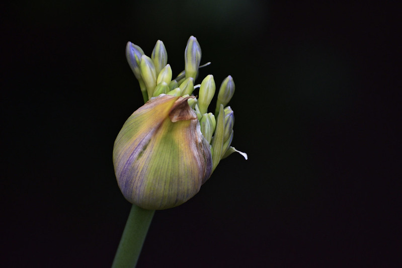 Flickr Creative Commons: Roan Fourie