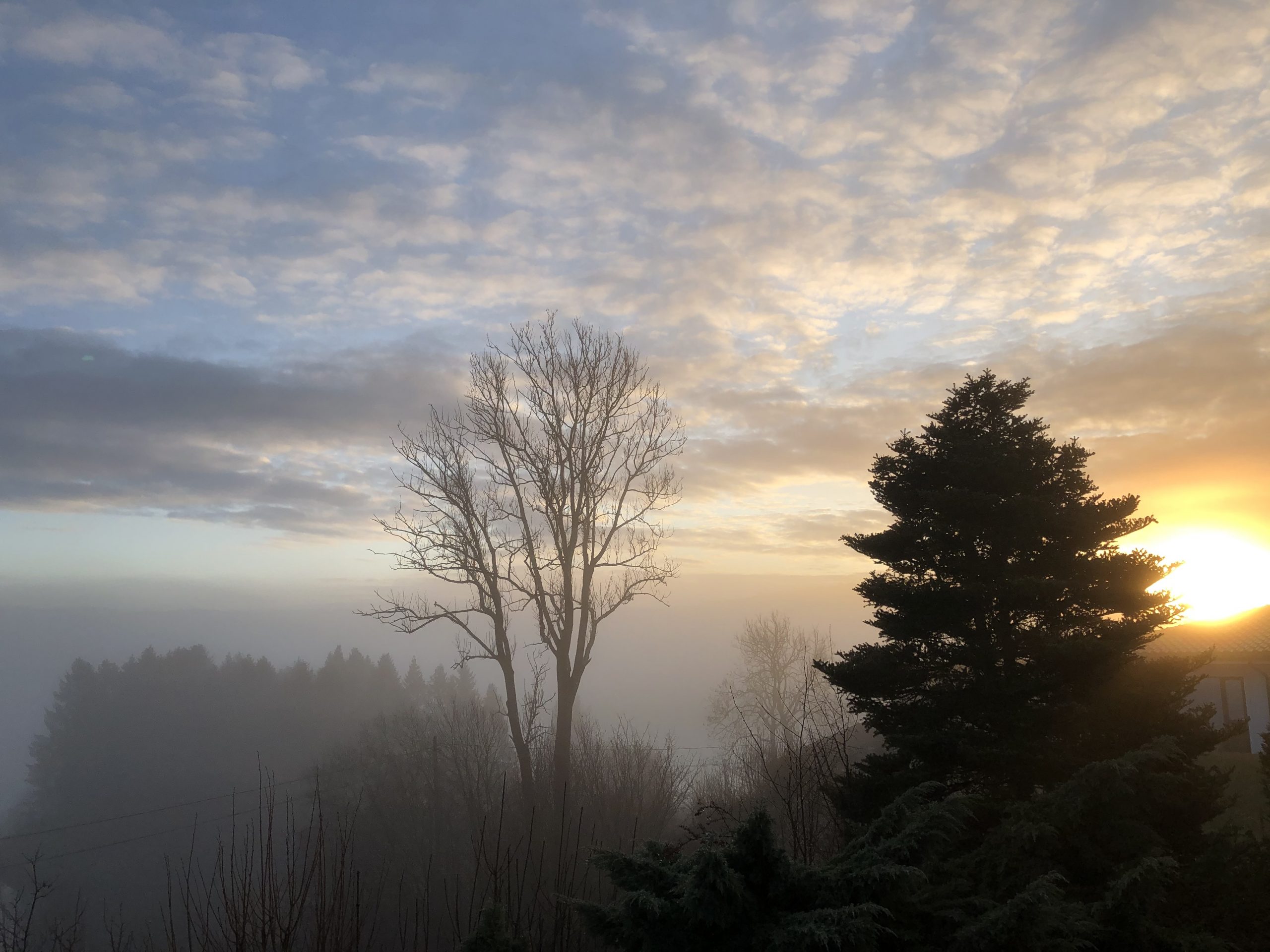 fog xmas day 2020