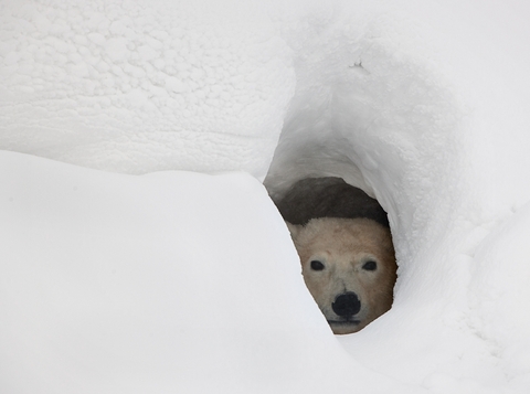 polar bear in snow den