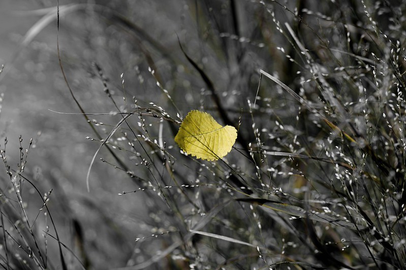 Flickr Creative Commons: soomness