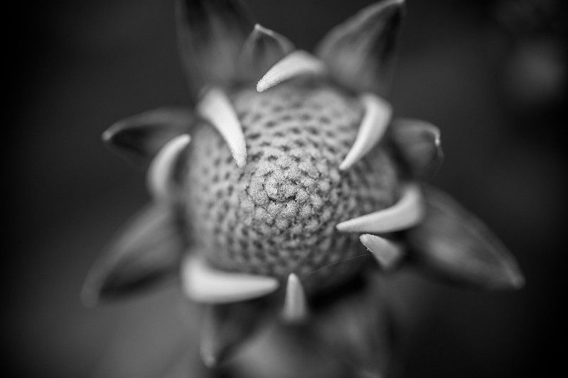 Flickr Creative Commons: Thomas Hawk