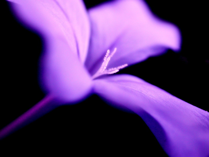 3090129_c8f7803035_c
