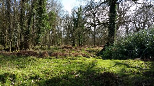 Crom forest 2017 500