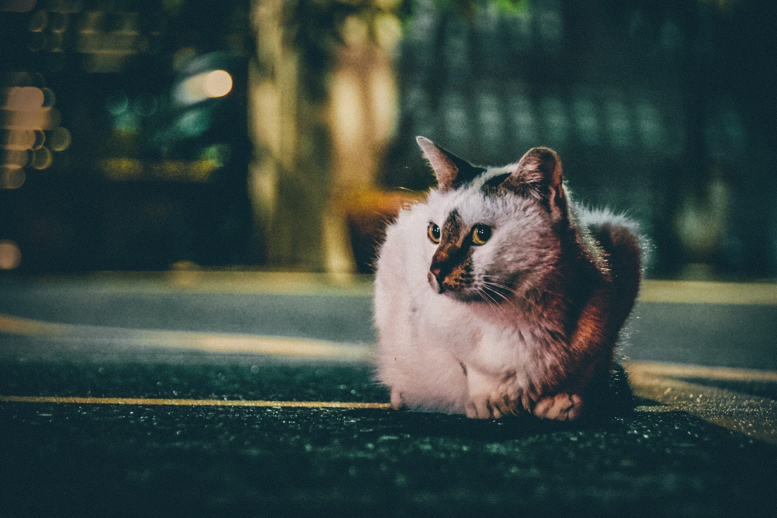 chris-yang-XSJmc13hI8w-unsplash