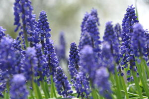 field of purple flowers