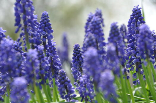 field of purple flowers