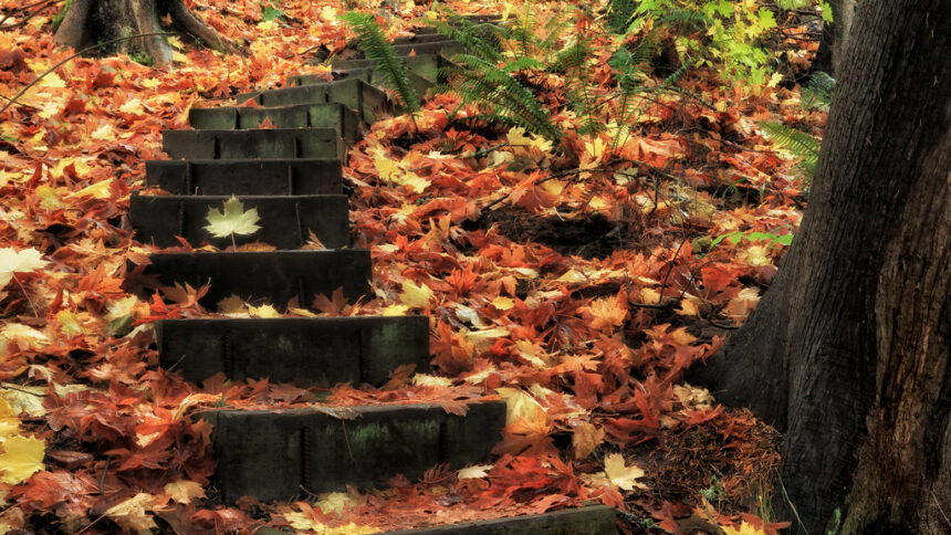 A photograph taken from the bottom of a set of stairs in the woods. The season is autumn and the stairs and surrounding ground are covered in fallen red, yellow, and orange leaves. The bottom of a few trees can be seen on either side of the steps.