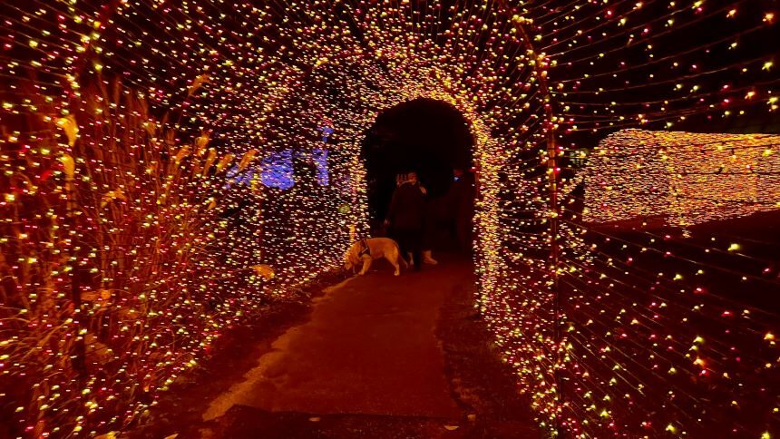Fernwood Christmas Tunnel 860