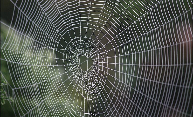 An intricate, architecturally precise spider web.