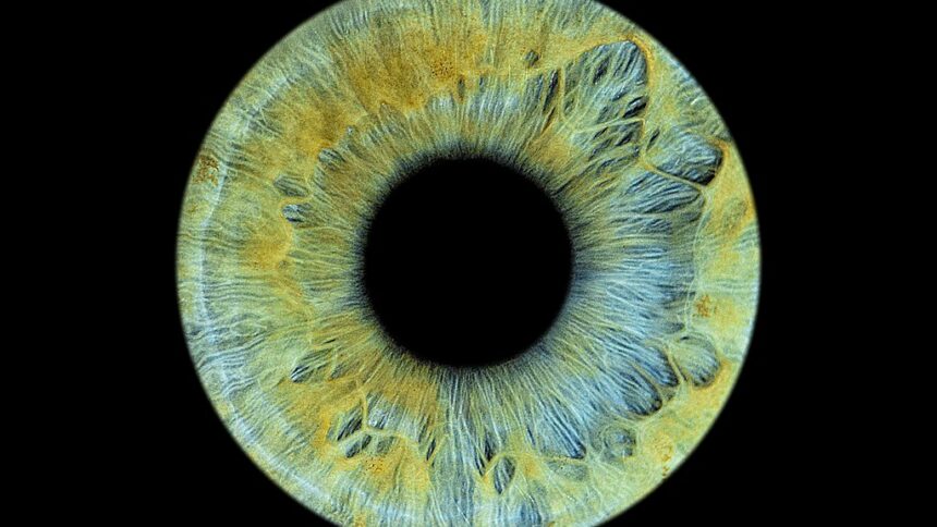 1024px-Beautiful_iris