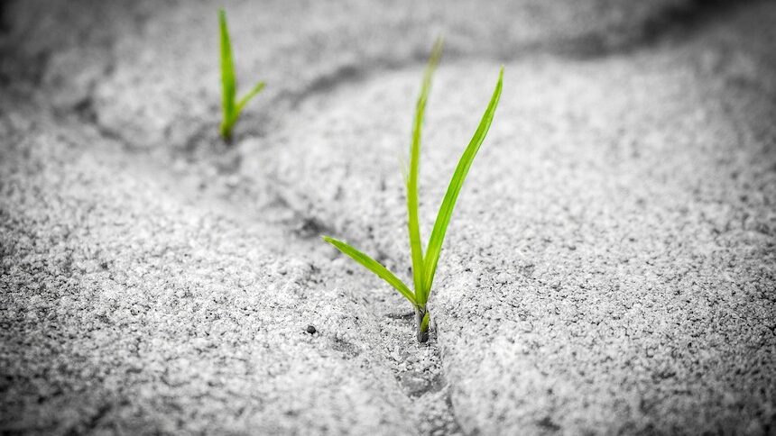 Grass in Sidewalk