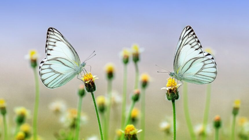 butterflies-1127666_1280