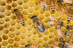 A golden honeycomb crawling with honey bees.