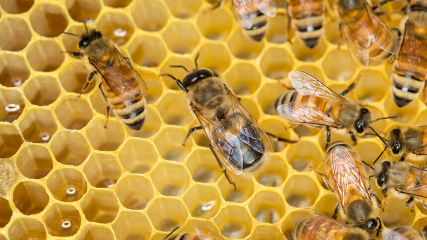 A golden honeycomb crawling with honey bees.