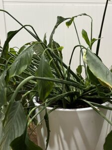 A plant droops over the edges of its pot.