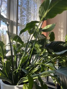 A tall and happy plant enjoys sunshine and just the right amount of water