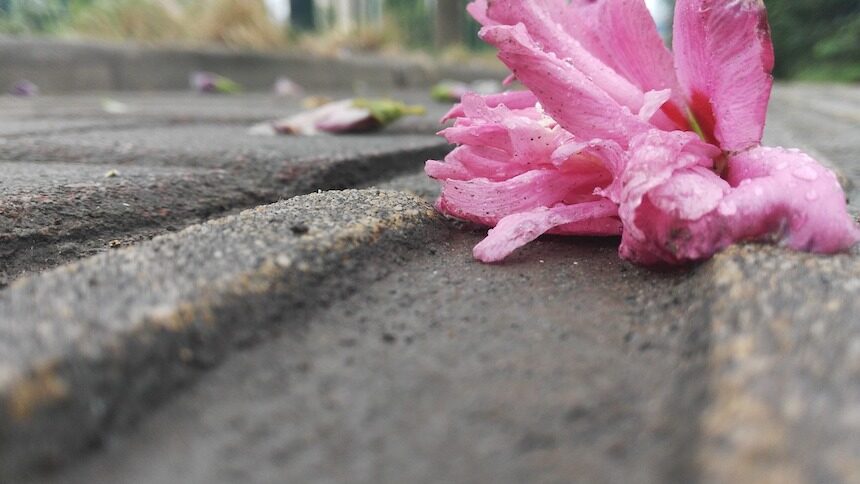 falling-flowers-2450960_1920