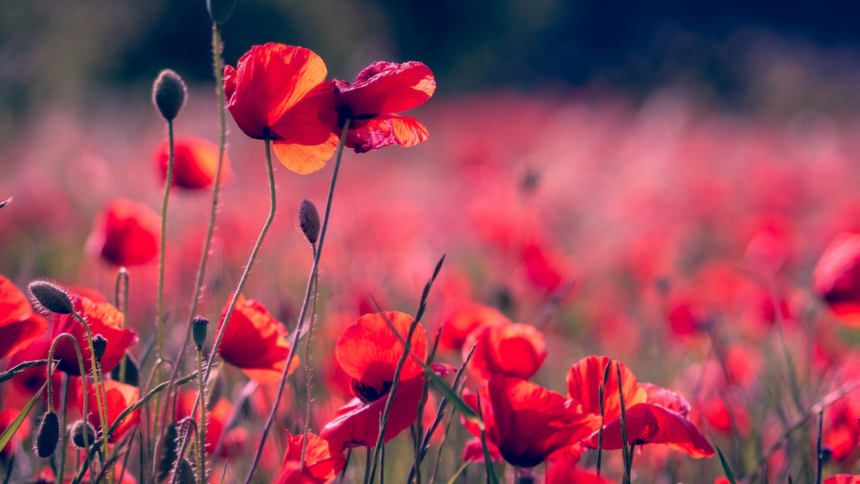 field of poppies