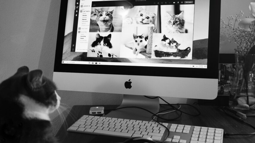 Blog images Cat at computer