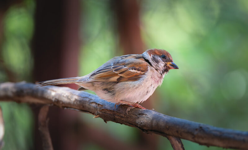 Bird on branch