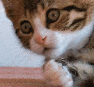 do WHAT to the cat?