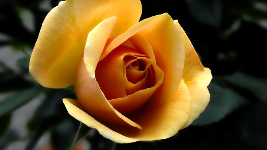 rose-141314_1280